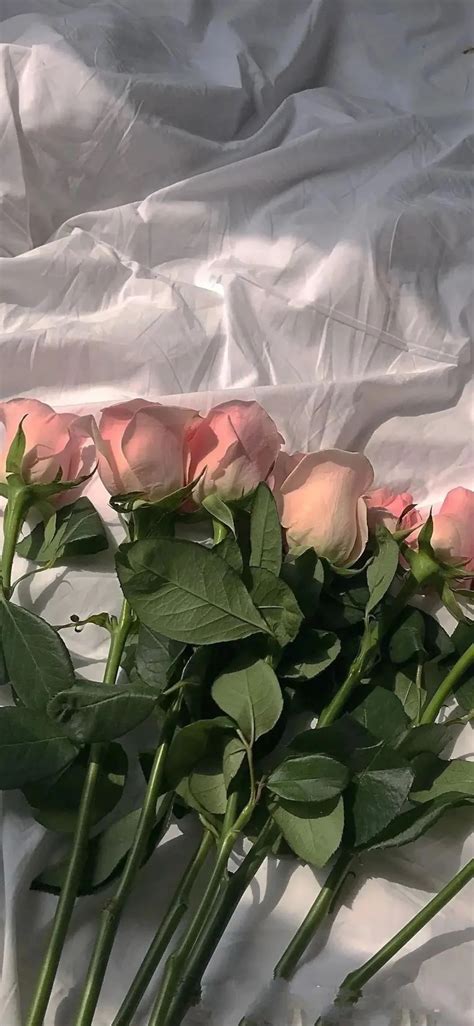 玫瑰ins壁纸rose - 堆糖，美图壁纸兴趣社区
