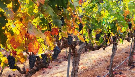 Lava Cap Winery | ZAP