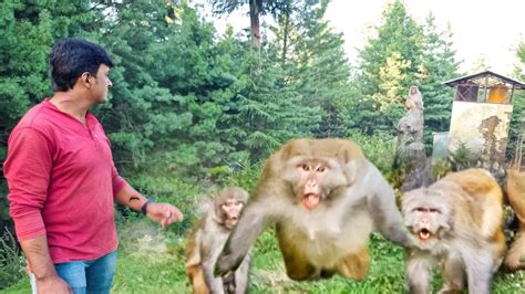 Image result for Monkey Blog