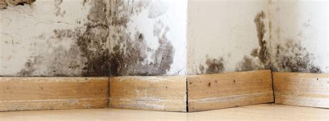 Image result for Damp Course DIY