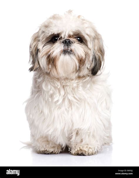 Shih Tzu Blanc