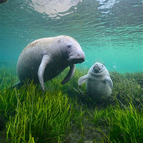 What Manatees Eat