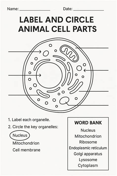 Label the Animal Cell Worksheets - Free Image & PDF Printables