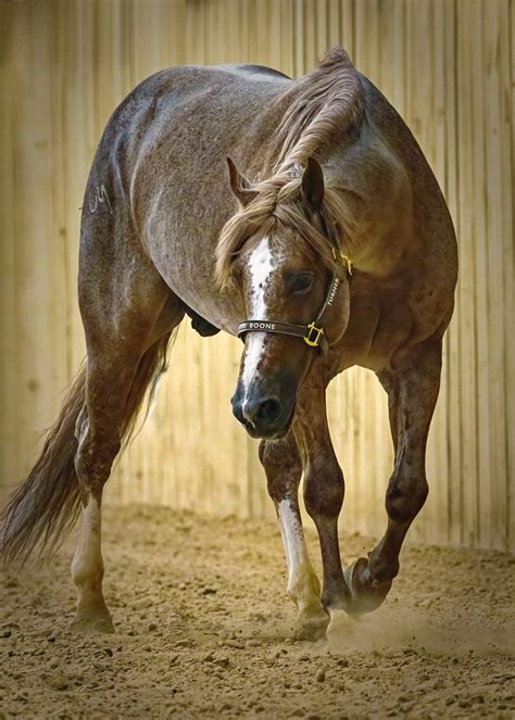 Tee Boone — Timber Creek Veterinary Hospital