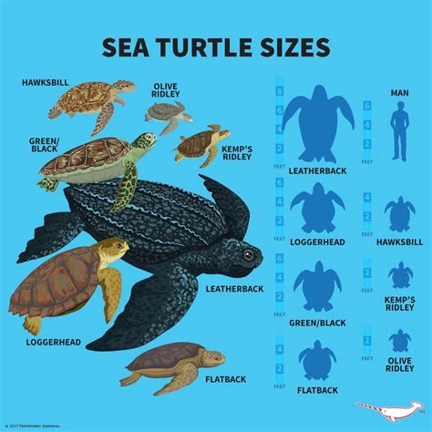 Pin by Frisky_Panda on Animals | Turtle, Sea turtle, Save the sea turtles