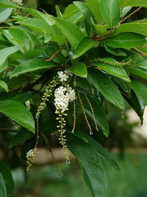 Fiddlewood Tree / Brindhavan Champa - Avenue Trees — Saharanpur Nursery