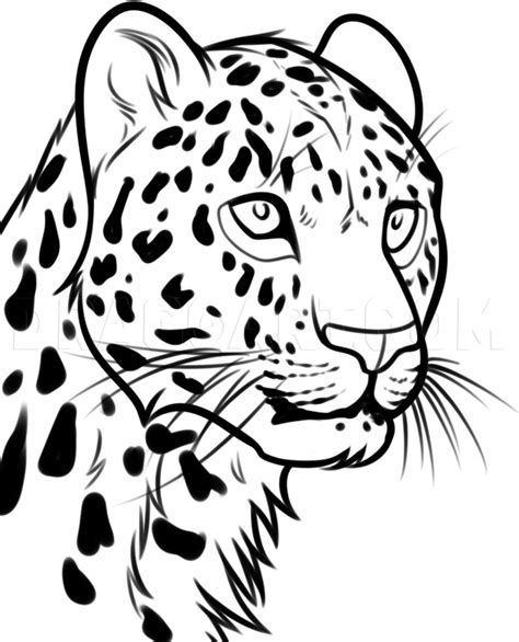 Leopard Drawing Step By Step