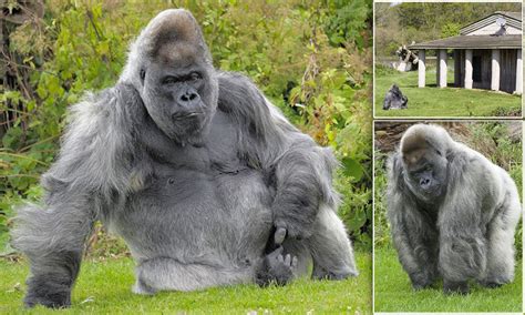 Biggest Silverback Gorilla