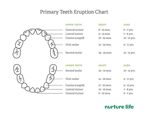 Baby Teething: What to Expect - Nurture Life
