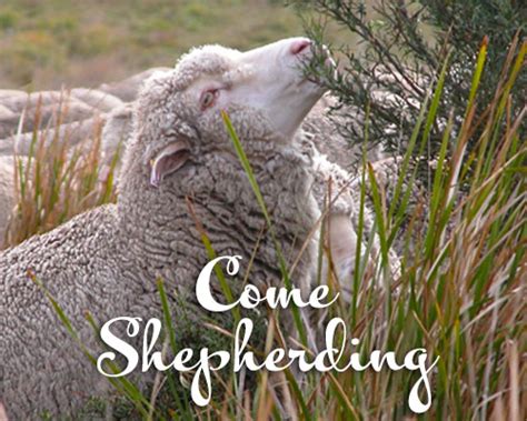 Image result for Gum Paste Welsh Sheep