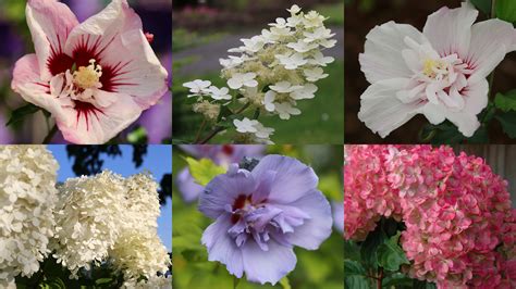 Flash Fire Maple Tree Problems 的图像结果