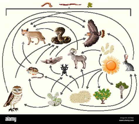 Desert Ecosystem Food Web