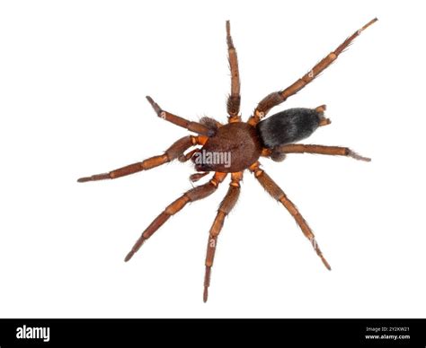 Pretty male European mouse spider (Scotophaeus blackwalli) from above. Isolated. This species ...