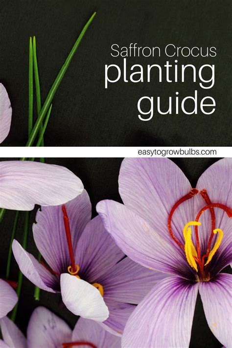 Rezultat imagine pentru Crocus Planting Guide