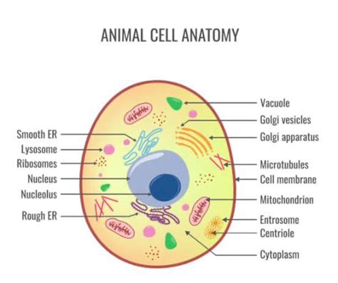 animal celldrawing - Brainly.in