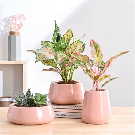 Tulip Fantasy Bundle - Light Pink – Ugaoo