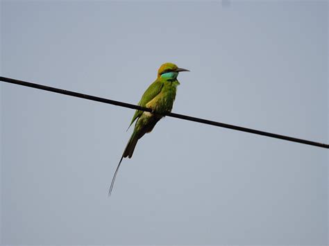 SHIVA'S BIRDWATCHING WALKING TOUR (2026) All You Need to Know BEFORE ...