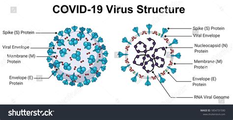 Image result for Virus Anatomy Explained
