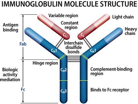 Myeloma protein & multiple myeloma protein test in blood & urine