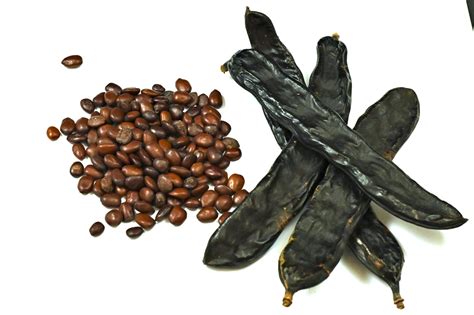 Carob and Locust bean Gum - Introduction - CyberColloids