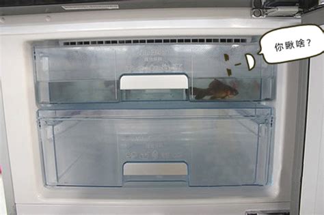 家电真相实验室：把活鱼放进冰箱后，它竟然……-新闻中心-中国家电网