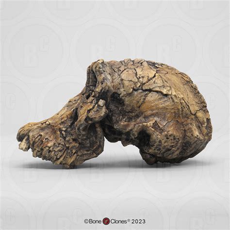 Australopithecus Africanus Body 的图像结果