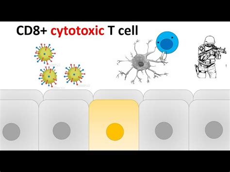 Cytotoxic T-cell Activation 的图像结果