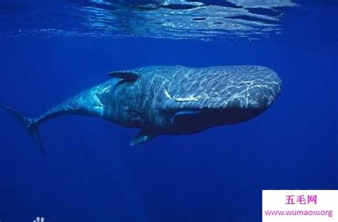 海洋最强霸主：梅尔维尔鲸长17米重65吨（所向披靡）_探秘志