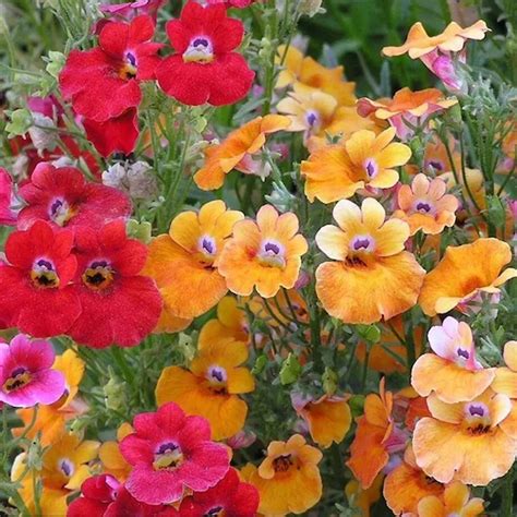 Buy Nemesia carnival mixed Seeds online – SeedVanam