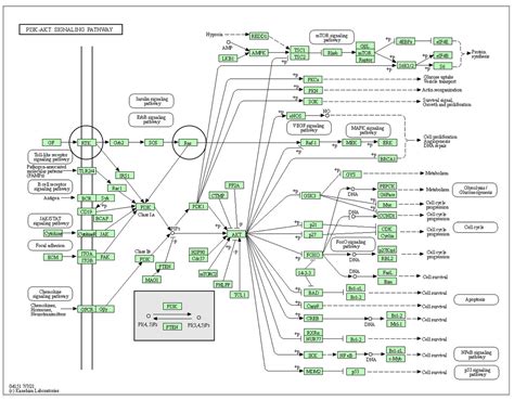 Structural Protein Analysis of Driver Gene Mutations in Conjunctival ...