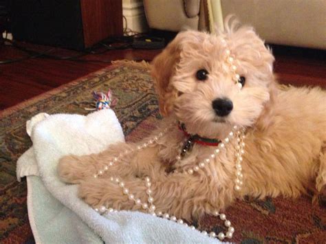 Image result for Cockapoo Crates