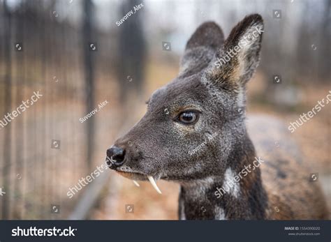 345 Dumbing Mountain Images, Stock Photos & Vectors | Shutterstock