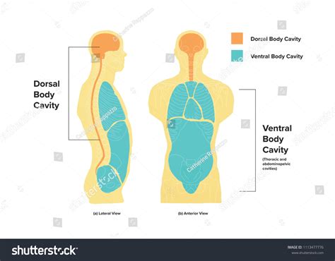 Ventral Dorsal Body Cavities