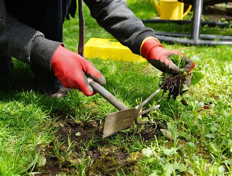 How to Kill Weeds Without Hurting Your Garden - Backyard Boss