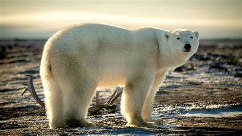 Polar bear | Population - WWF Arctic