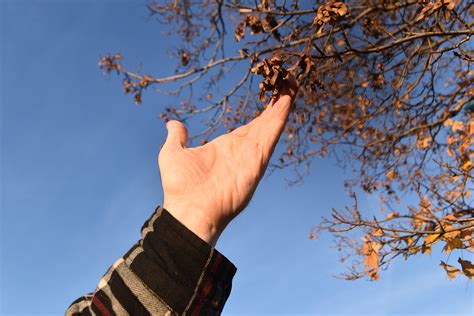 Local Plant Source 的图像结果