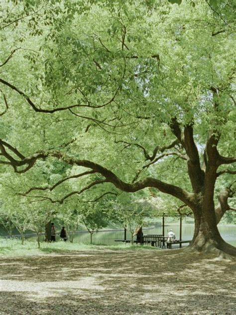 Image result for Sesame Tree Tumblr