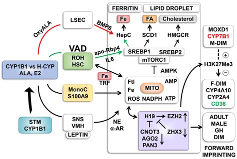 Defined Diets Link Iron and α-Linolenic Acid to Cyp1b1 Regulation of ...