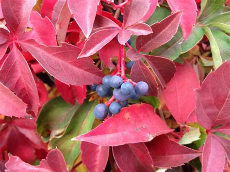 Virginia Creeper Characteristics at Frank Royalty blog