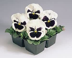 Pansy Flower Seeds - White with Blotch Seeds Pack by Seedscare India x ...
