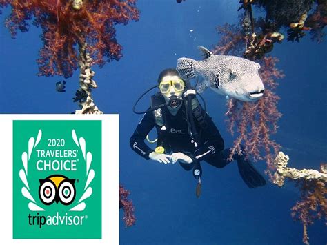AQABA INTERNATIONAL DIVE CENTER (2026) All You Need to Know BEFORE You ...