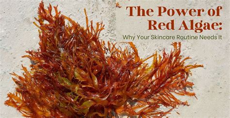 The Power of Red Algae: Why Your Skincare Routine Needs It | Clinikally