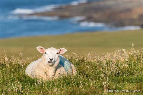 Chewing The Cud | Moira Neagle's Word Addiction