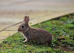 Image result for Baby Hare