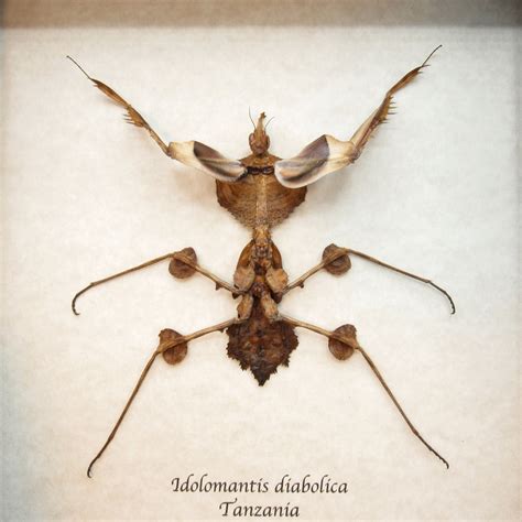 Devils Flower Mantis