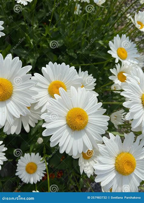 White and Yellow Meadow Flowers Stock Photo - Image of daisy ...