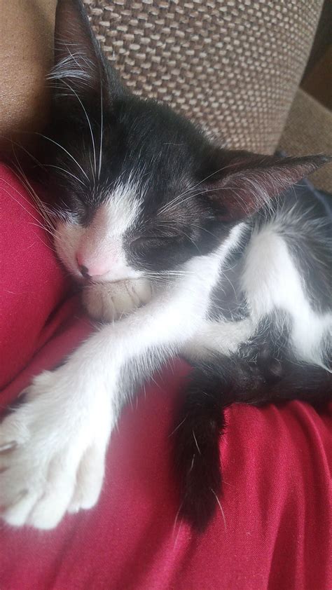 I fell severely ill 2 days after rescuing her. She has been been the ...