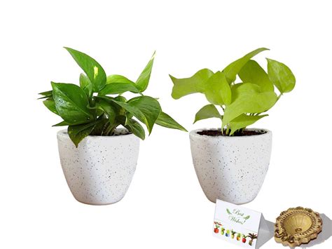 Rolling Nature Diwali Gift Combo of Good Luck Air Purifying Money Plant ...
