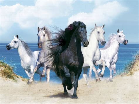 Black Horse Wallpaper
