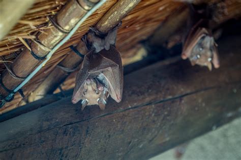 bats in attic - Wildlife Pros